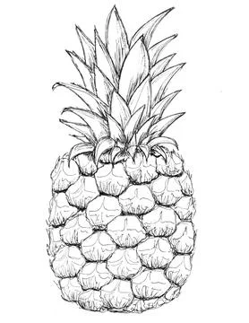 Graphic art, realistic image of pineapple. Element for design, clipart. Hand  Stock Illustration