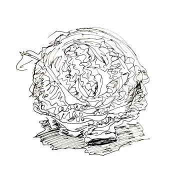 Graphic black and white linear pattern of cabbage forks on a white background Illustrazione stock
