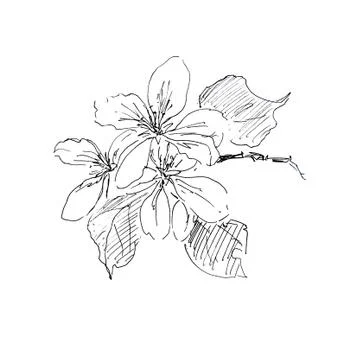 Graphic black and white pattern of a branch of a flowering apple tree イラスト素材