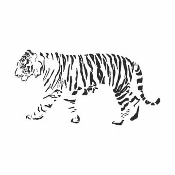 Graphic black tiger on a white background. Stock Illustration