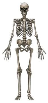 Graphic colorful human bone skeleton vector Stock Illustration