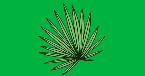 Graphic designer adding animated palm frond on transparent background, showing Stock Footage 317595173