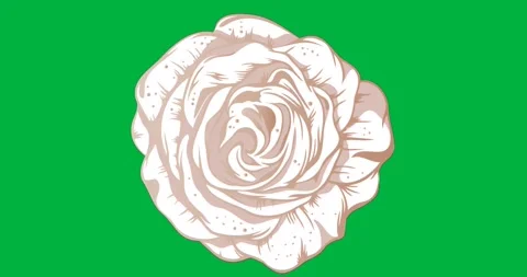 Graphic designers adding rose blossom overlay on transparent background, with Stock Footage 317480309