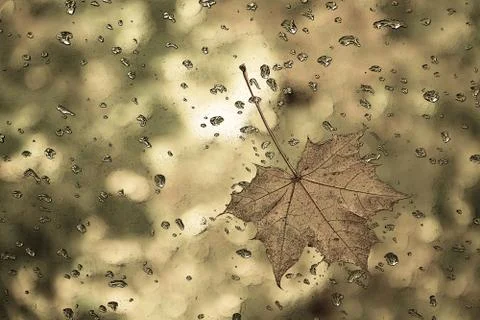 Graphic drawing of a maple leaf with water drops. Stock Photos