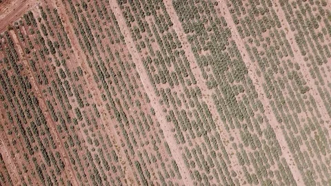 Graphic effect background, plant strips on the ground, aerial view Stock Footage 106557365