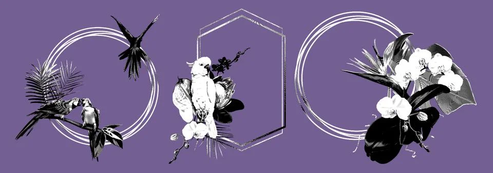 Graphic engraving set of tropical frames. Parrots. Realistic illustration of Stock Illustration