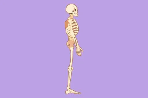 Graphic flat design drawing side view full anatomical skeleton of a person .. Stock Illustration