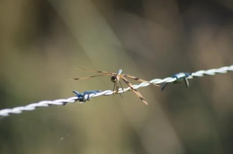 Graphic Flutterer Dragonfly perched on a wire Stock Photos