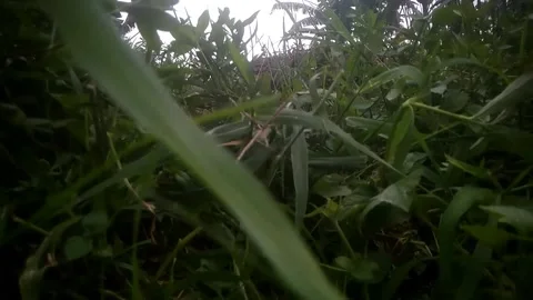 Graphic of garden Stock Footage 169395494