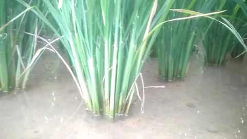 Graphic of garden Stock Footage 169492738