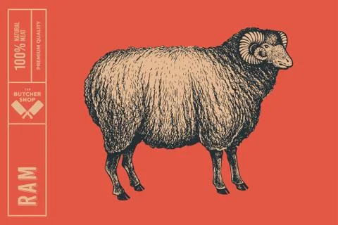 Graphic hand-drawn ram on a red background. Stock Illustration