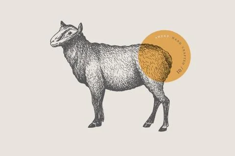 Graphic hand-drawn sheep on a light background. Stock Illustration