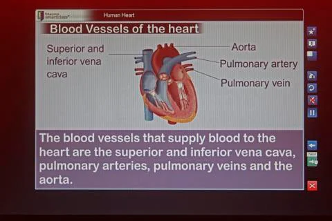 Graphic of human heart for learning functionality Stock Photos