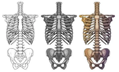 Graphic human skeleton thorax bones vector Stock Illustration
