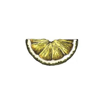 Graphic illustration of a lemon slice on an isolated background. Stock Illustration