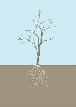 Graphic illustration of tree with root Stock Illustration