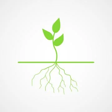 Graphic illustration of young tree with root Stock Illustration