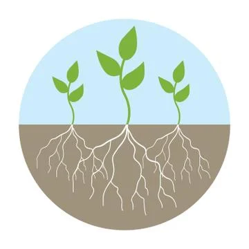 Graphic illustration of young trees with root Stock Illustration