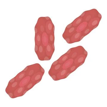 Graphic image of four peanuts in shell, isolated on white background Stock Illustration