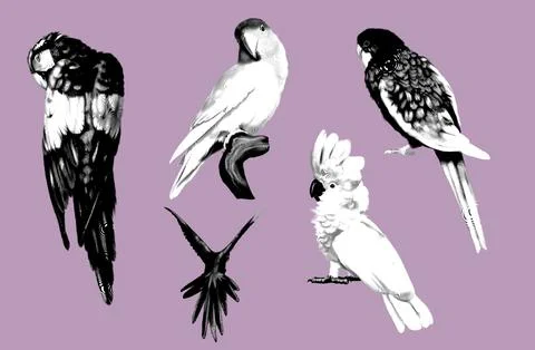 Graphic a large set of parrots. Realistic illustration of parrot species. 스톡 일러스트