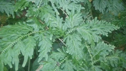 Graphic leaves Stock Footage 168933844