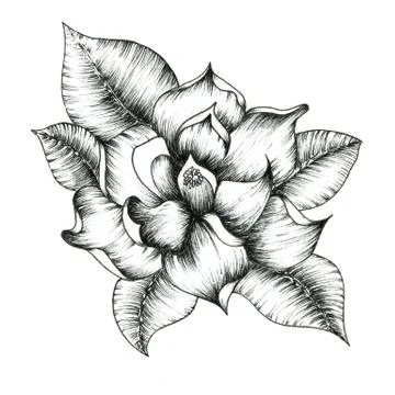 Graphic outline illustration of flowers. Botanic composition for design. Stock Illustration