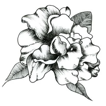 Graphic outline illustration of flowers. For design. Stock Illustration