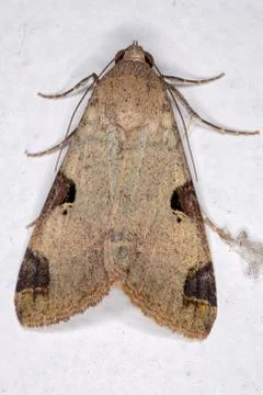 Graphic Owlet Moth Stock Photos