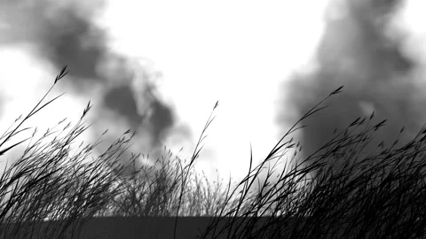 Graphic reed blowing in stormy wind Stock Footage