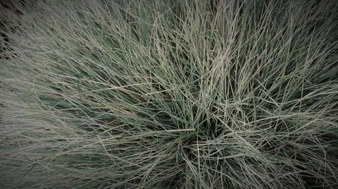 Graphic resource with natural grass elements Stock Photos
