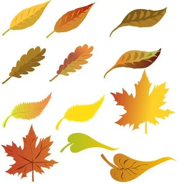 Graphic resource set of Different types of leaves from the tree. maple oak and Stock Illustration