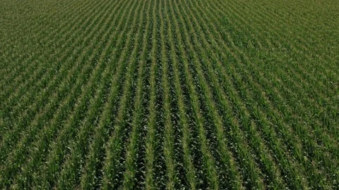 Graphic shot of cornfield.2 Stock Footage 144164627