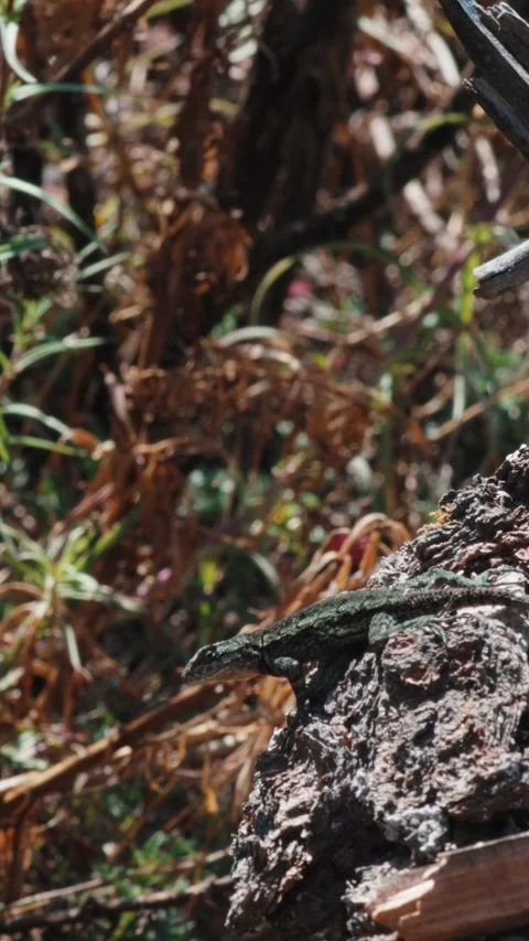 Graphic spiny lizard exploring a tree bark in Nevado de Colima National Park Stock Footage 345510651