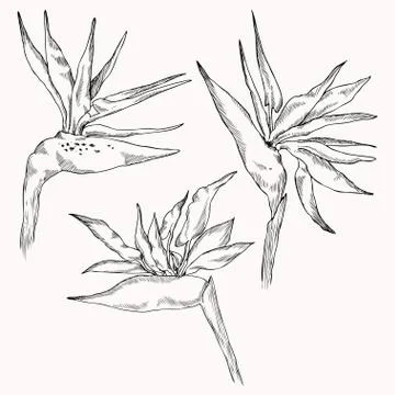 Graphic strelitzia collection. Vector exotic leaves and flowers isolated on Stock Illustration