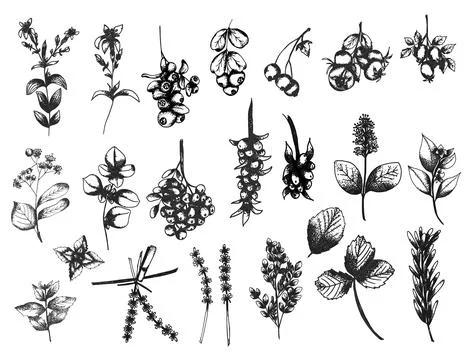 Graphic tea herbs elements set,  banner of herbs and branches. Liner sketch.. Stock Illustration