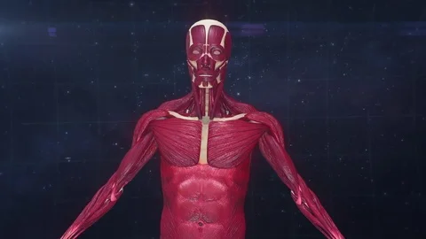 Graphic Text Human in Space Muscle Mass Loss Vídeos de archivo 74476074
