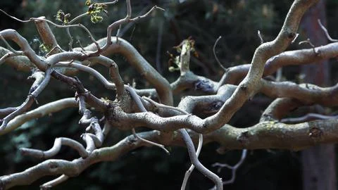 Graphic of tree branches, for background Stock Photos