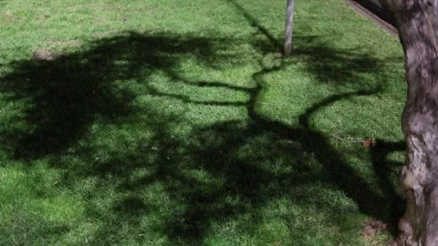 Graphic tree shadows forming bold night shapes Stock Footage 328969021