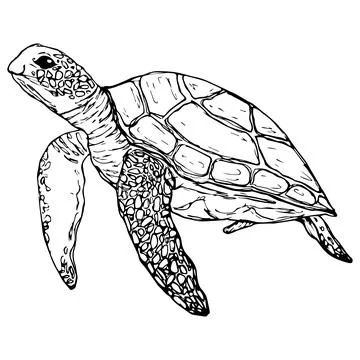 Graphic turtle. Vector . Isolated on a white background Stock Illustration