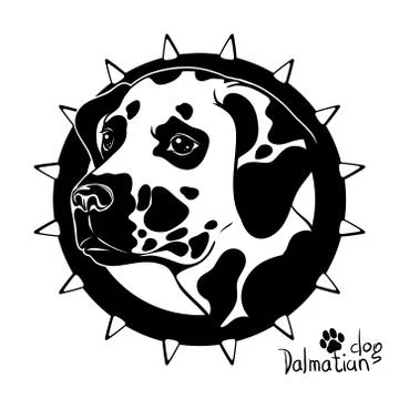 Graphic vector drawing of a dog head, Dalmatian breed Stock Illustration