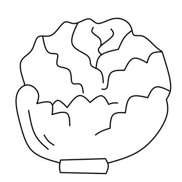 Graphic vector illustration, hand drawn botanical cabbage Stock Illustration