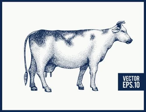 Graphical cow silhouette. Vector hand drawn cow illustration. Vintage style. Illustrazione stock