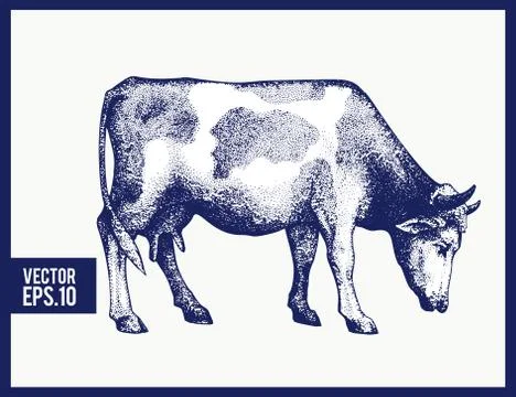 Graphical cow silhouette. Vector hand drawn cow illustration. Vintage style. Stock Illustration