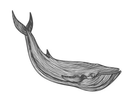 Graphical hand painted whale Illustrazione stock