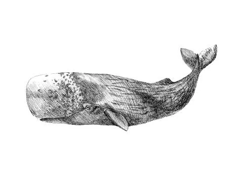 Graphical hand painted whale isolated on white background. Vector illustration Stock Illustration