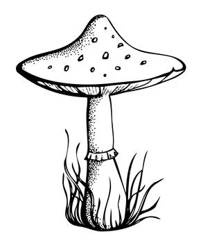 Graphical monochrome black and white mushroom drawn with pen and ink Stock Illustration