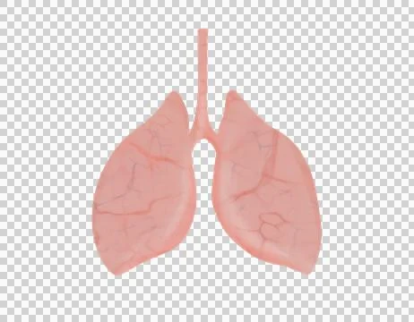 Graphical representation of the lungs 01 Stock Illustration