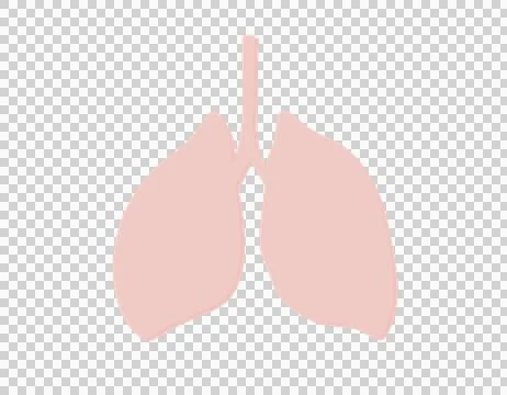 Graphical representation of the lungs 04 Stock Illustration