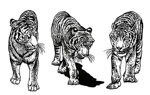 Graphical set of tigers isolated on white,vector illustration, elements Stockillustratie