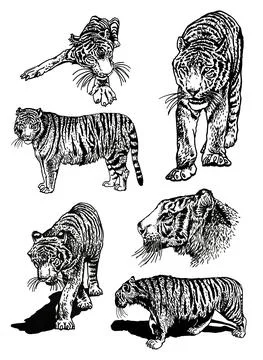 Graphical set of tigers isolated on white,vector illustration, elements Stock Illustration